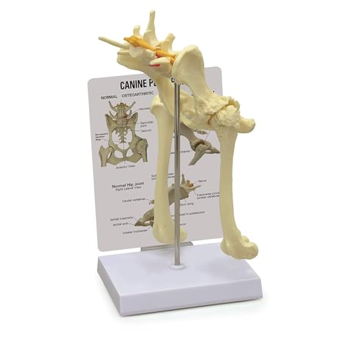 Anatomisches Tiermodell Hundebeckenmodell, Hundehüftgelenkmodell, Tierkörperanatomie For Das Pädagogische Werkzeug Der Tierarztpraxis Bildungsanzeigetools von JYARZ