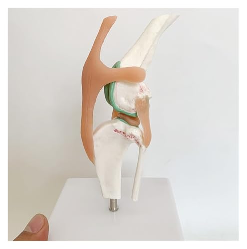 Anatomisches Tiermodell Hundekniegelenkmodell Tierkörperanatomie For Das Pädagogische Werkzeug Der Tierarztpraxis Bildungsanzeigetools von JYARZ
