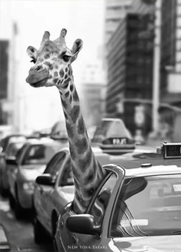 Leinwanddruck Schwarz-Weiße Reiselandschaftsposter, Alpaka-Giraffe In Einem Texi-Leinwandgemälde, New Yorker Straßenfotografie, Bilder, Heimdekoration, 30 X 40 cm, Ohne Rahmen von JYWDZSH
