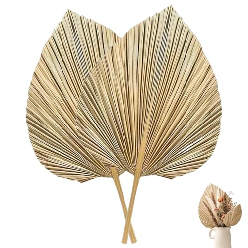 2pcs 17, 7 x 9, 8 Zoll Tropische Blätter, getrocknete Palmenblätter Dekor Boho -Stil großer Palmblatt für Hochzeitsvase -Tisch -Arrangements 2pcs 17, 7 x 9, 8 Zoll Tropische Blätter, getrocknete Palmenblätter Dekor Boho -Stil großer Palmblatt für Hochzeitsvase -Tisch -Arrangements von JZLEJC