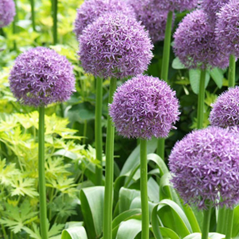 Allium 'His Excellency' - 1 Stück Liefergröße: Zwiebelgröße 18/20 Allium 'His Excellency' - 1 Stück Liefergröße: Zwiebelgröße 18/20 von Jac Uittenbogaard & Zonen BV