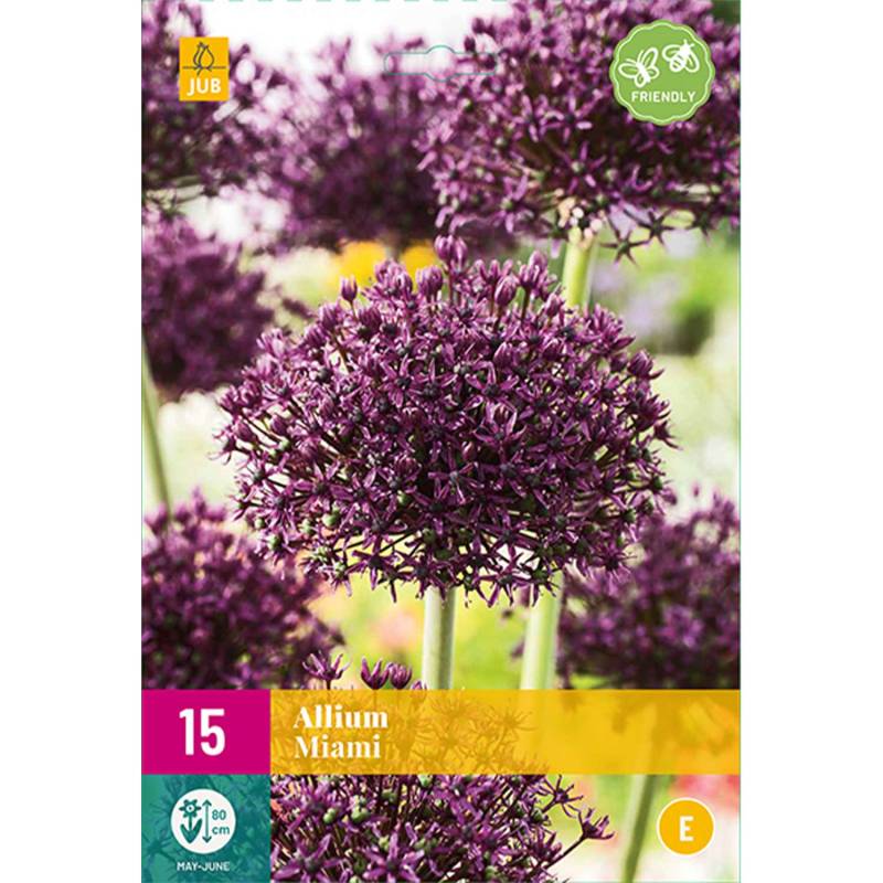Allium &#039;Miami®&#039; - 15 Stück Liefergröße: Zwiebelgröße 10+ von Jac Uittenbogaard & Zonen BV