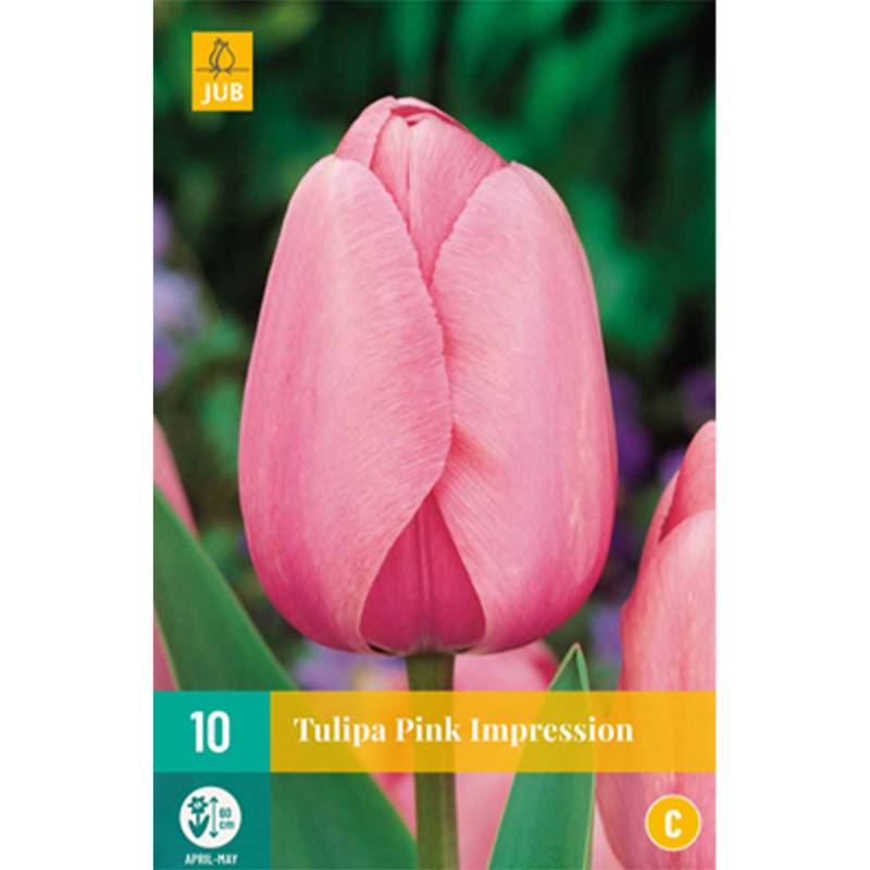 Darwin-Hybrid Tulpe &#039;Pink Impression&#039; - 7 Stück Liefergröße: Zwiebelgröße 11/12 von Jac Uittenbogaard & Zonen BV