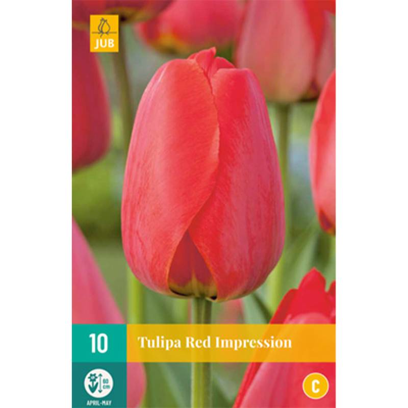 Darwin-Hybrid Tulpe &#039;Red Impression&#039; - 7 Stück Liefergröße: Zwiebelgröße 11/12 von Jac Uittenbogaard & Zonen BV