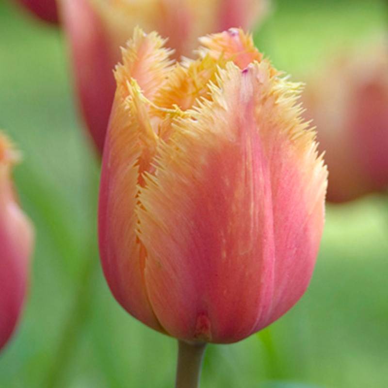 Gefranste Tulpe &#039;Lambada&#039; - 7 Stück Liefergröße: Zwiebelgröße 11-12 von Jac Uittenbogaard & Zonen BV