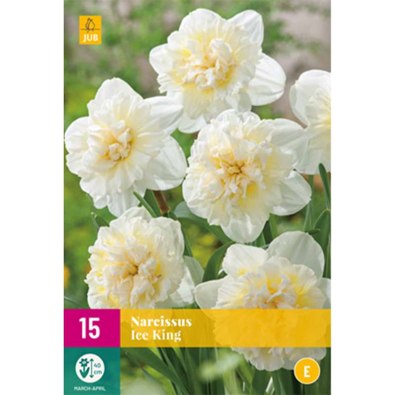 Gefüllte-Narzisse &#039;Ice King&#039; - 10 Stück Blumenzwiebeln, 15 Stück Lieferform: Blumenzwiebelbeutel mit Bildkarte von Jac Uittenbogaard & Zonen BV