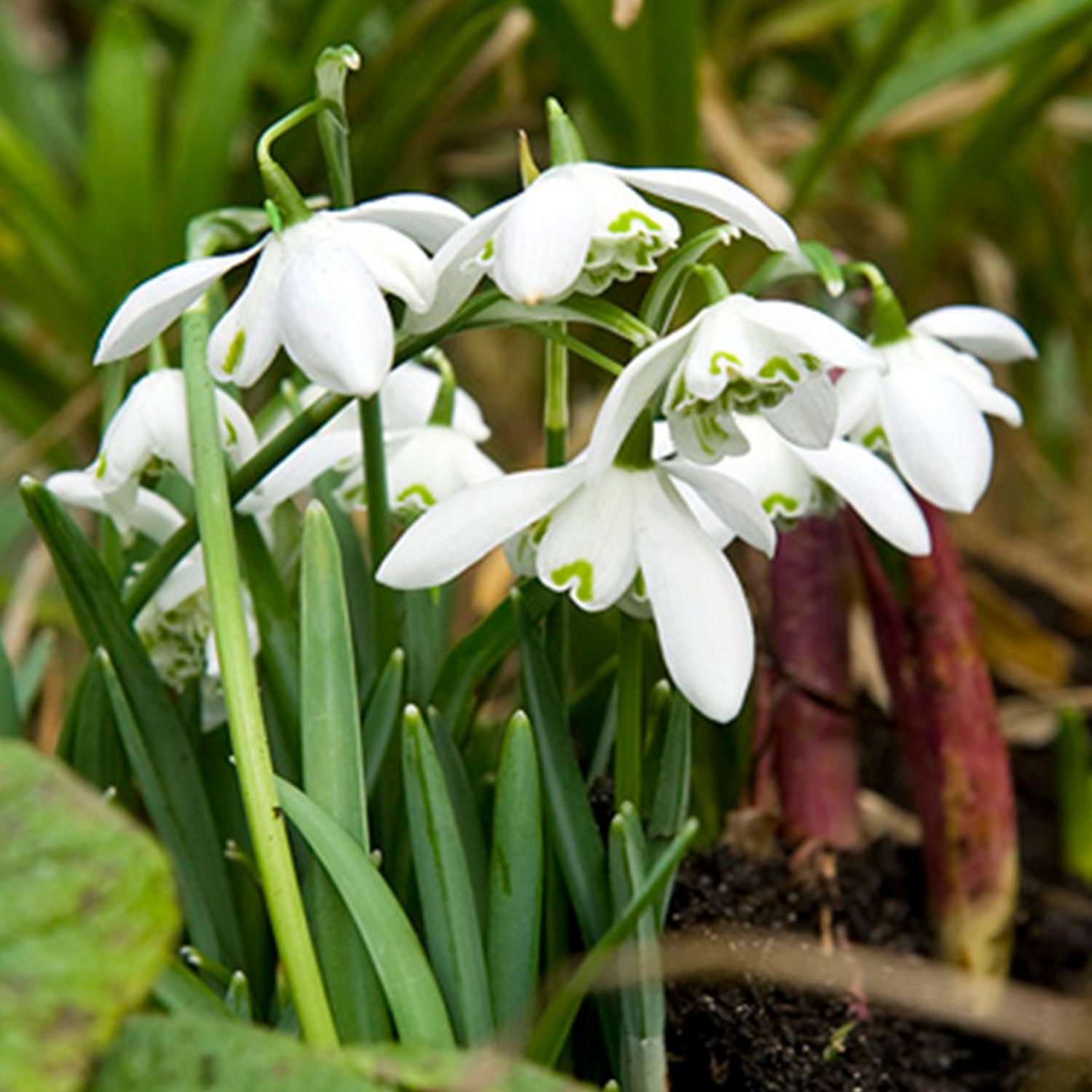 Gefüllte-Schneeglöckchen 'Flore Pleno' - 7 Stück Liefergröße: Zwiebelgrösse 5/+ Gefüllte-Schneeglöckchen 'Flore Pleno' - 7 Stück Liefergröße: Zwiebelgrösse 5/+ von Jac Uittenbogaard & Zonen BV
