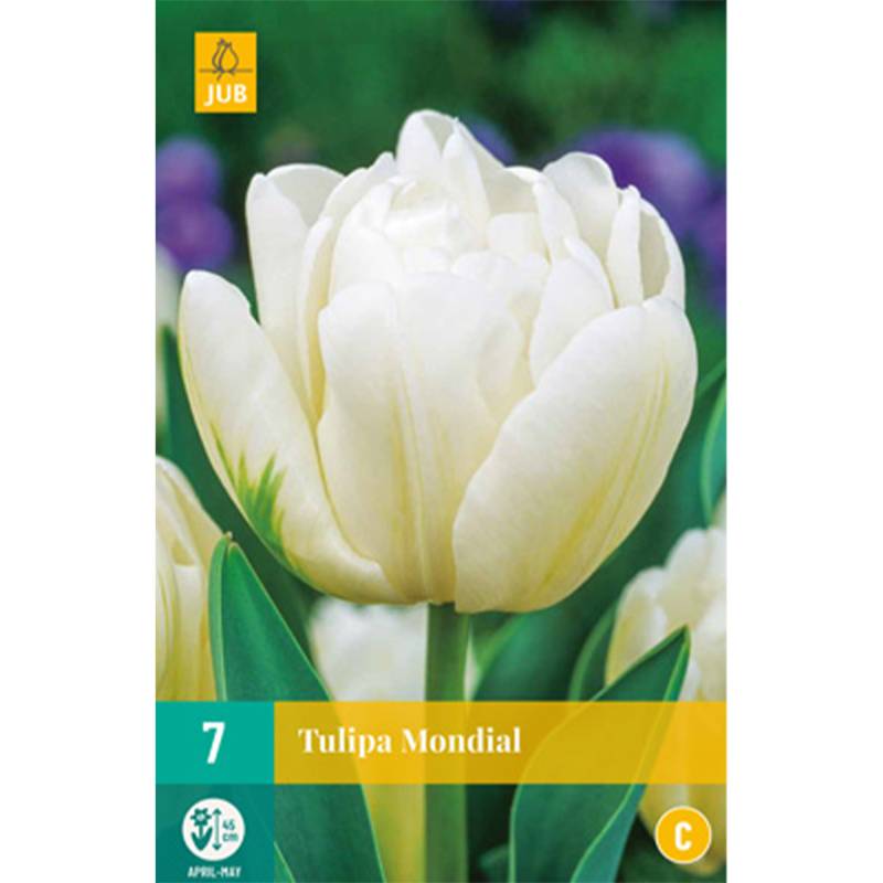 Gefüllte frühe Tulpe &#039;Mondial&#039; - 7 Stück Liefergröße: Zwiebelgröße 11/12 von Jac Uittenbogaard & Zonen BV