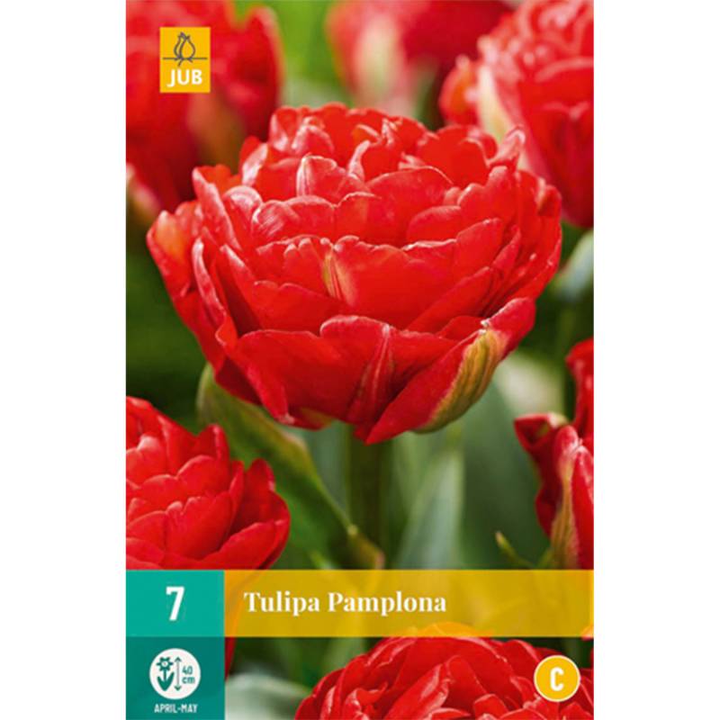 Gefüllte frühe Tulpe &#039;Pamplona&#039; - 7 Stück Liefergröße: Zwiebelgröße 11/12 von Jac Uittenbogaard & Zonen BV