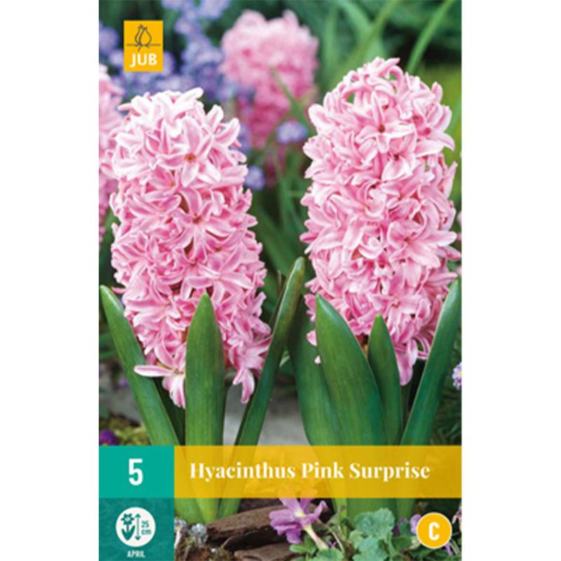 Hyazinthe 'Pink Surprise' - 5 Stück Liefergröße: Zwiebelgröße 15/16 cm Hyazinthe 'Pink Surprise' - 5 Stück Liefergröße: Zwiebelgröße 15/16 cm von Jac Uittenbogaard & Zonen BV