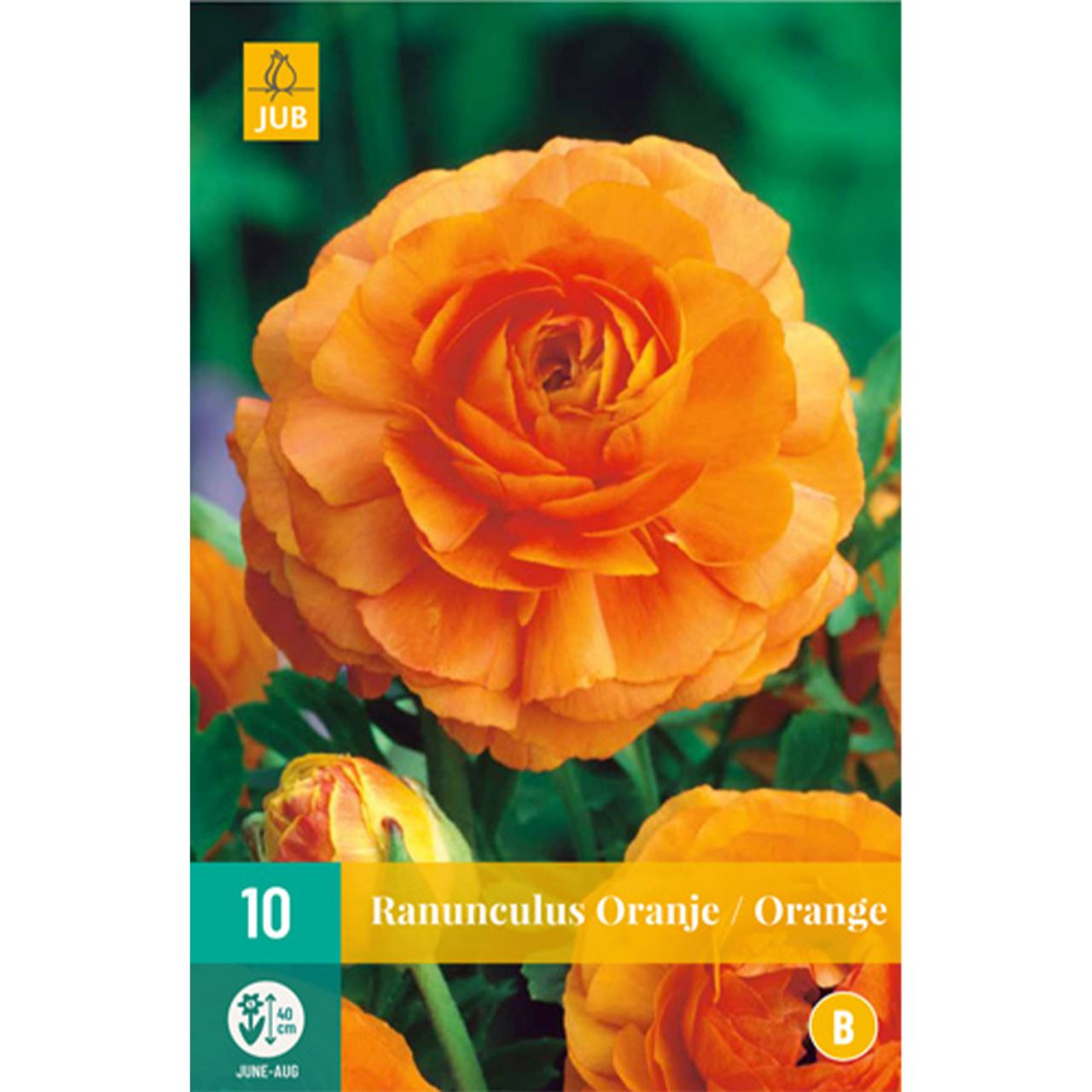 Ranunkeln 'Orange' - 10 Stück von Jac Uittenbogaard & Zonen BV