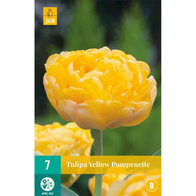 Tulpe &#039;Yellow Pompenette&#039; -  7 Stück Liefergröße: Zwiebelgröße 11/12 von Jac Uittenbogaard & Zonen BV