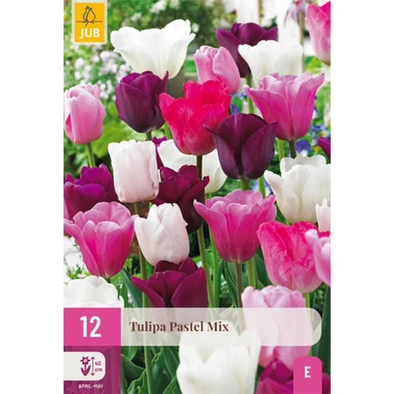 Tulpen Mischung 'Pastell Mix' - 12 Stück Liefergröße: Zwiebelgröße 11/12 Tulpen Mischung 'Pastell Mix' - 12 Stück Liefergröße: Zwiebelgröße 11/12 von Jac Uittenbogaard & Zonen BV