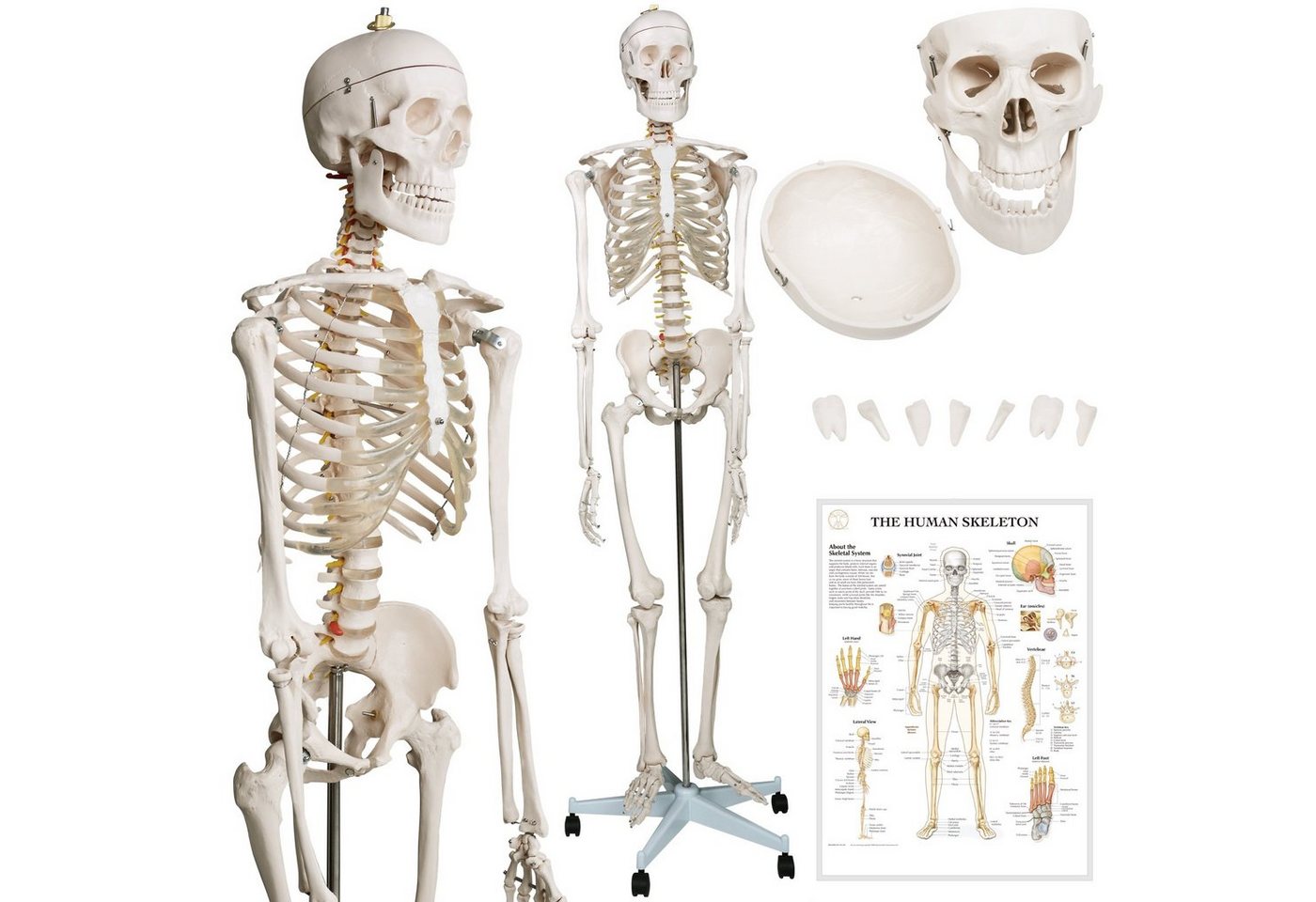 Jago Dekoobjekt Menschliches Anatomie Skelett 181.5 cm- Lebensgroß Anatomisches Modell (1 St) von Jago