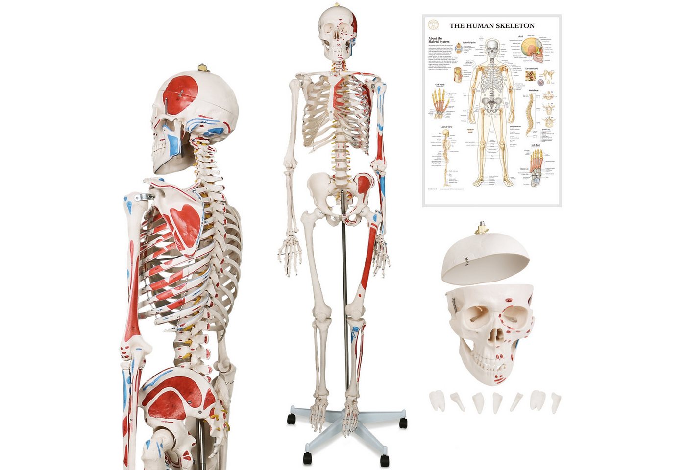 Jago Dekoobjekt Menschliches Anatomie Skelett 181.5 cm - mit Muskelbemalungdetails von Jago