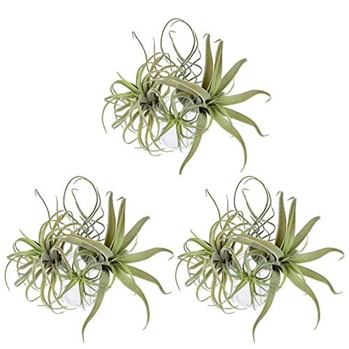 Janasiba 12Pack Künstliche Ananas Gras Luft Pflanzen Gefälschte Blumen Faux Flocking Tillandsia Bromelien Hausgarten von Janasiba