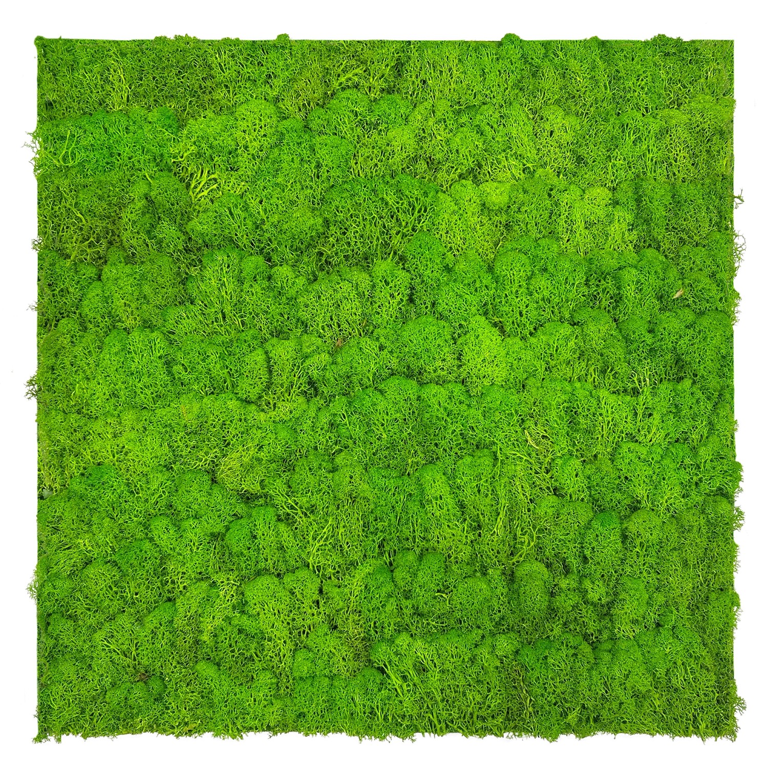 Jangal Wandpaneel Modular Wall Bright Green Moos 52 x 52 cm Jangal Wandpaneel Modular Wall Bright Green Moos 52 x 52 cm von Jangal
