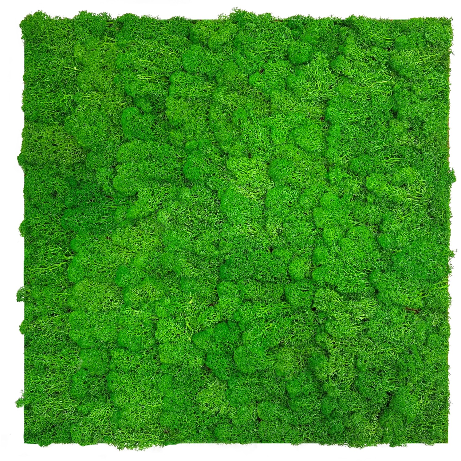 Jangal Wandpaneel Modular Wall Rich Green Moos 52 x 52 cm Jangal Wandpaneel Modular Wall Rich Green Moos 52 x 52 cm von Jangal