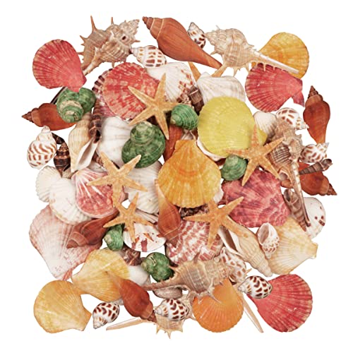 Jangostor Muscheln Gemischt 12 Arten Ozean Muscheln und Seesterne Muscheln Perfekt für Vase Füllstoffe, Strand Thema Party Hochzeit Dekor, DIY Kunsthandwerk, Fisch Panzer von Jangostor