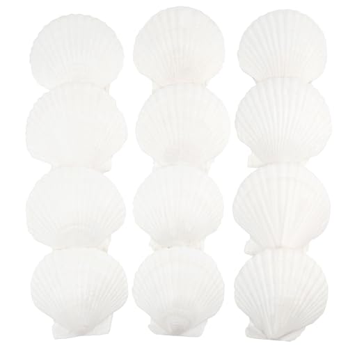 Jangostor 12 Stück Natürliche Muscheln, 10-12CM Weiße Jakobsmuscheln für Handwerk, Hochzeit, Dekoration, Strand-Themenparty, Fischtank und Vase Füller von Jangostor