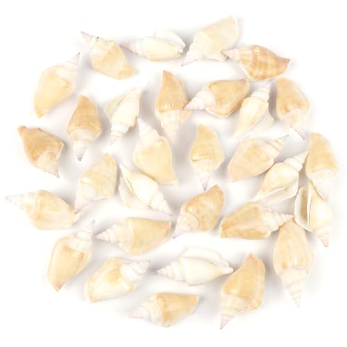 Jangostor 25 Stück+ Kleine Conch Muscheln Natürliche Meeresmuscheln, 5cm-7,5cm Ozean Conch Muscheln Kleine Muscheln für Handwerk Hochzeit Decor Strand Theme Party, Fischtank und Vase Füller von Jangostor