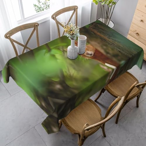 JaoXer Rechteckige Tischdecke mit Eichhörnchen-Druck, waschbar, klassische Küchendekoration für Esstisch, Tischplatte, Party-Tischdecken JaoXer Rechteckige Tischdecke mit Eichhörnchen-Druck, waschbar, klassische Küchendekoration für Esstisch, Tischplatte, Party-Tischdecken von JaoXer