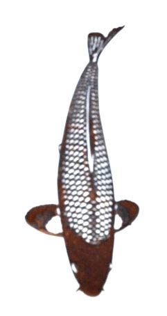 Koi Edelrost Asagi 70cm von Japan Koi