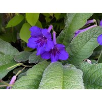 Drehfrucht Streptocarpus Streptokarpus | 30 Samen von JardinSeedQC