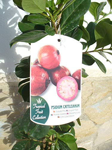 1 Pflanze - Erdbeer-Guave - Psidium cattleianum, Kirsch-Guave, Gesundheitsfrucht 110-125 cm von Jardines de Jaravia