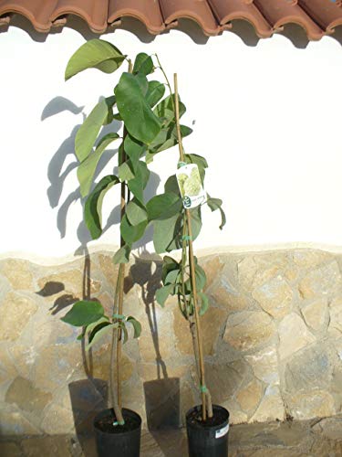 1x Cherimoya (Annona cherimola), Zimtapfel, Rahmapfel oder Süßsack - ein Baum ca. 150-160 cm hoch von Jardines de Jaravia