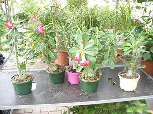 Adenium obesum, Wüstenrose, Hundsgiftgewächs, eine schoene Pflanze von Jardines de Jaravia