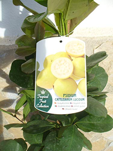 Eine Pflanze, Zitronen-Guave - Psidium Lucidum, Gesundheitsfrucht 110-125 cm von Jardines de Jaravia