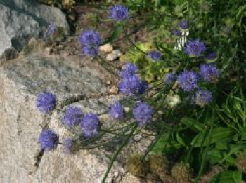 Ausdauerndes Sandglöckchen 'Blaulicht', Jasione laevis 'Blaulicht', Topfware von Jasione laevis 'Blaulicht'