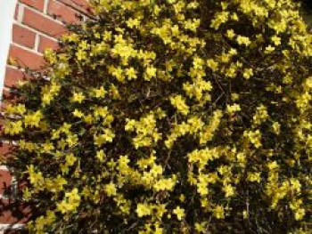 Winterjasmin, 100-125 cm, Jasminum nudiflorum, Containerware von Jasminum nudiflorum