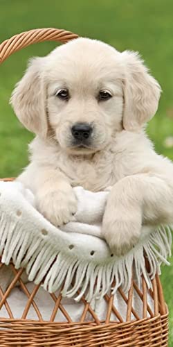 Golden Retriever Strandtuch, 70 x 140 cm, Baumwolle Golden Retriever Strandtuch, 70 x 140 cm, Baumwolle von Javoli
