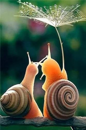 Diamond Painting, DIY 5D Diamant Painting Tier Schnecke Bilder Diamond Painting Erwachsene Kinder Crystal Art Set Diamant Malerei Stickerei Mosaikherstellung für Home Wand Décor Geschenke 35x55cm A-65 Diamond Painting, DIY 5D Diamant Painting Tier Schnecke Bilder Diamond Painting Erwachsene Kinder Crystal Art Set Diamant Malerei Stickerei Mosaikherstellung für Home Wand Décor Geschenke 35x55cm A-65 von Jaxiaco