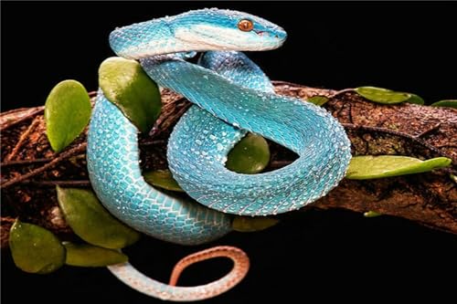 Jaxiaco 5D Diamond Painting Kits für Anfänger Kunst 20x30cm, DIY Tier Schlangen Malerei Set, Basteln, Square Drill, Strass Stickerei, Kunst Basteln, Leinwand, Wanddekoration, Aufkleber, Heimdeko Q-66 Jaxiaco 5D Diamond Painting Kits für Anfänger Kunst 20x30cm, DIY Tier Schlangen Malerei Set, Basteln, Square Drill, Strass Stickerei, Kunst Basteln, Leinwand, Wanddekoration, Aufkleber, Heimdeko Q-66 von Jaxiaco