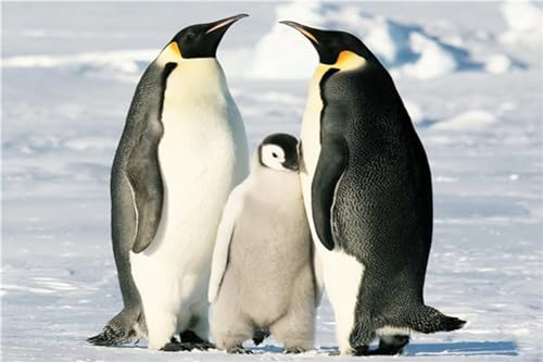 Jaxiaco 5D Diamond Painting Kits für Anfänger Kunst 40x60cm, DIY Tiere Pinguin Malerei Set, Basteln, Round Drill, Strass Stickerei, Kunst Basteln, Leinwand, Wanddekoration, Aufkleber, Heimdeko Q-102 Jaxiaco 5D Diamond Painting Kits für Anfänger Kunst 40x60cm, DIY Tiere Pinguin Malerei Set, Basteln, Round Drill, Strass Stickerei, Kunst Basteln, Leinwand, Wanddekoration, Aufkleber, Heimdeko Q-102 von Jaxiaco