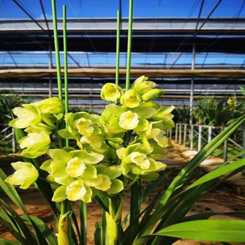 10 x rostfreie Eisendraht-Gartenstecker zur Unterstützung von Bäumen, Reben und Kletterpflanzen (3,2 mm x 0,9 m) von Jayruit