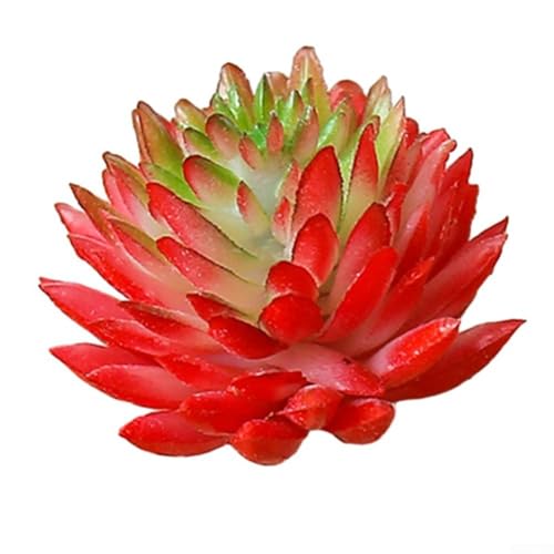 Lebendige Miniatur-Sukkulenten, ideal für Zuhause oder Büro, einfach zu pflegen (rot + grün) von Jayruit