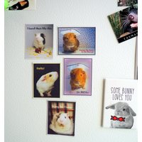 Guinea Pig Nurse Emotionale Unterstützung Ermutigung Liebe Magnet Set - Kostenloser Versand Einzigartiges Geschenk von JenKlimas