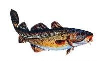 AUFKLEBER DORSCH (Groß - Länge ca: 23cm) von Jenzi
