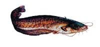 AUFKLEBER WELS (Groß - Länge ca: 23cm) von Jenzi