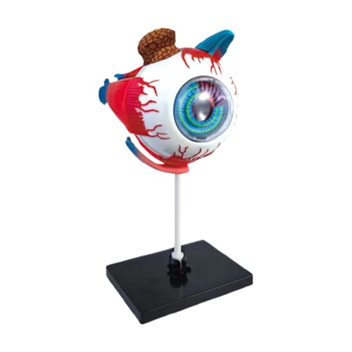 Anatomiemodell Des Menschen Für Menschliche Augen, Mit Abnehmbaren Teilen, 24x5,5x18,5 Cm, Anatomie -Lehrhilfe Für Medizinische Augen, Vision Science Education Kit, Detaillierte Struktur, Für Ärzte Un von Jeruytgh