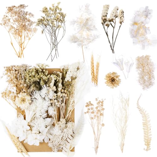 Trockenblumen, Natürliche Getrocknete Blumen, Trockenblumen zum Basteln, Trockenblumen Klein Mini, für DIY Kunst Basteln Deko Epoxidharz Kunsthandwerk Scrapbook Karten Machen-Weiß von Jewan