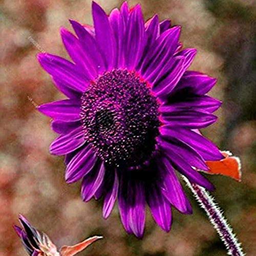 1 Beutel Sonnenblumensamen Schöne Blumen hoch ornamental wachsen nützlich für kleine leicht zu keimene Bonsaisamen für das Wachstum in Rasenbettengärten Violett Einheitsgröße von Jiacheng29_