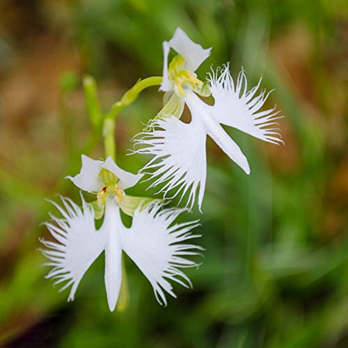 100 teile/beutel Kräuter Orchideen samen, hoch ornamentale überlebende Zierpflanzen, weiße blühende Indoor-und Outdoor-Pflanzens amen zum Pflanzen in Rasen betten und Gärten Egret Orchideensamen von Jiacheng29_