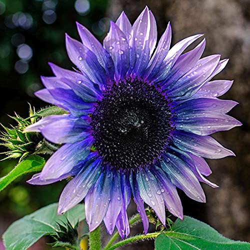 100 teile/tasche Sonnenblumensamen leicht zu wachsen blühende Pflanzen seltene lila exotische Blumensamen für den Haushof Sonnenblumenkerne Einheitsgröße von Jiacheng29_