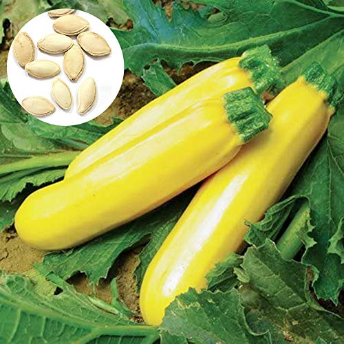 Jiacheng29_ 200 gelber Sommer-Squash-Zucchini-Samen Hohe Keimrate Leicht zu wachsen nahrhafte Gemüsegartenpflanzen für den Gartenhaus Zucchini-Samen Einheitsgröße von Jiacheng29_