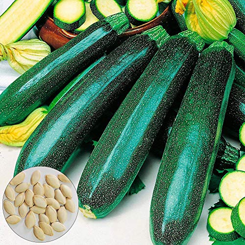 25 Koreanische grüne Zucchini-Samen Hohe Keimrate Leicht zu wachsen einfach, um Garten-Yard-Gemüse-Kletterer für den Gartenhaus-Landwirtschaft zu wachsen Zucchini-Samen Einheitsgröße von Jiacheng29_